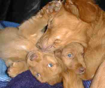 Avi with the puppies Nanny and Keltie