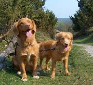 Kennel Tolling Cheekeyes nyeste toller